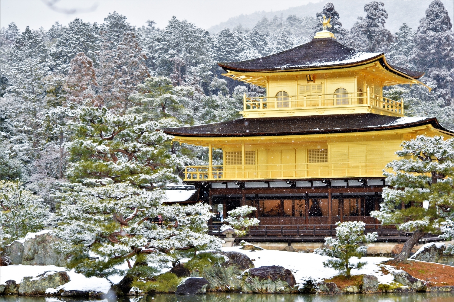 雪の金閣寺』念願の雪景を堪能！ -