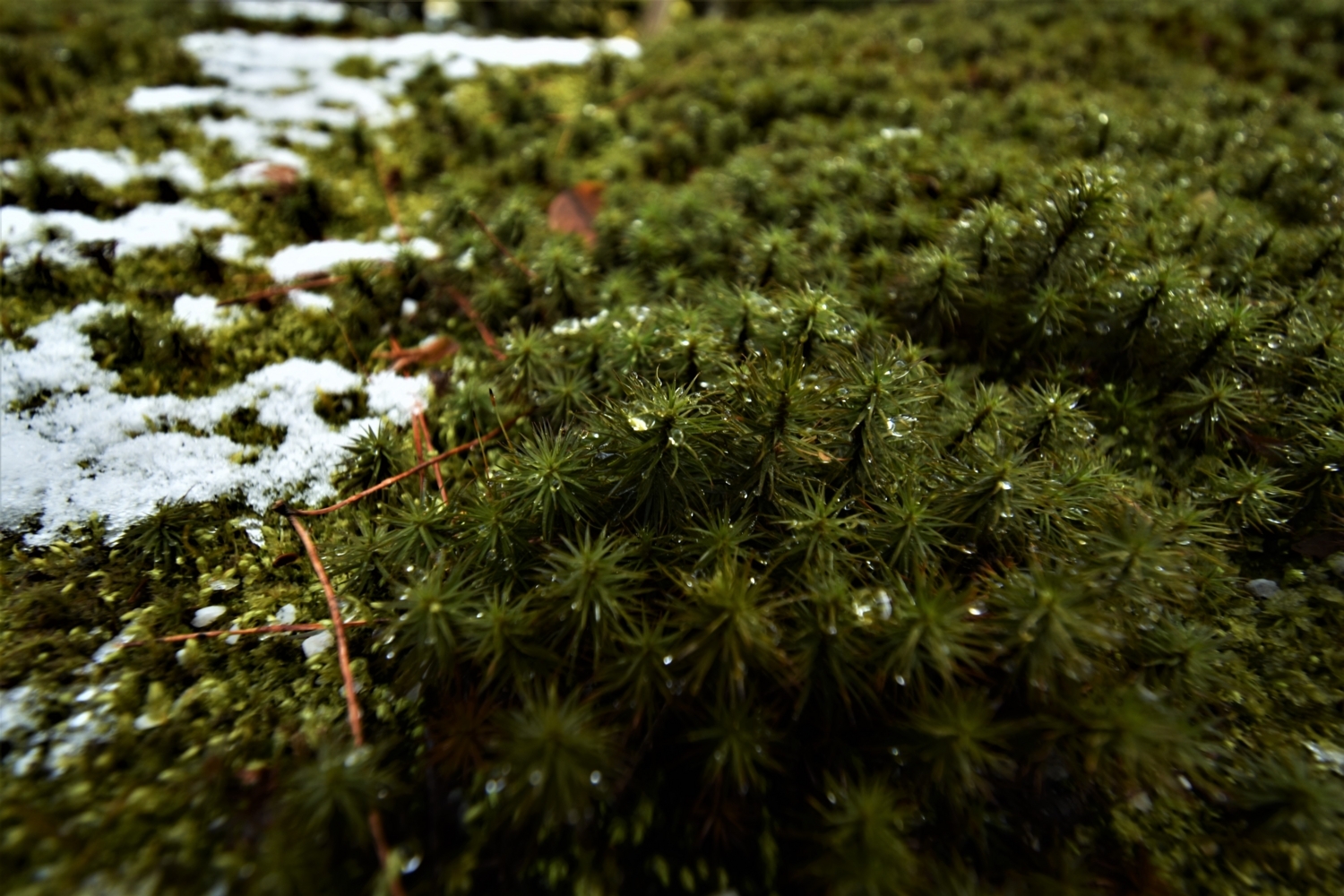 f:id:yamapiclog:20180130194354j:plain f:id:yamapiclog:20180130194354j:plain