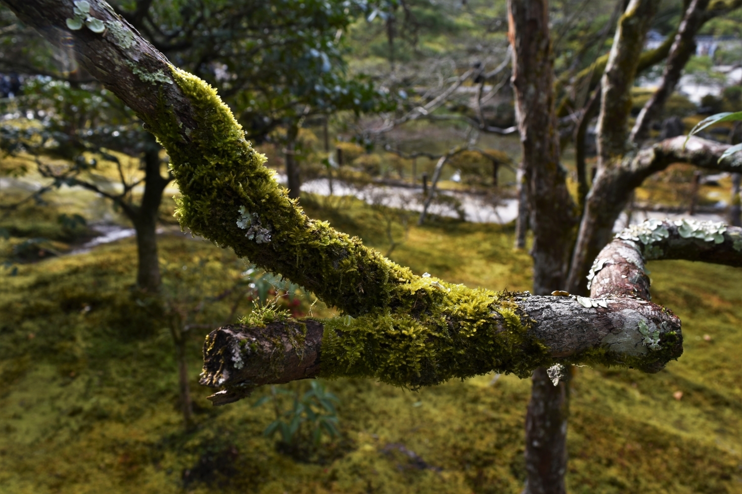 f:id:yamapiclog:20180130194401j:plain f:id:yamapiclog:20180130194401j:plain