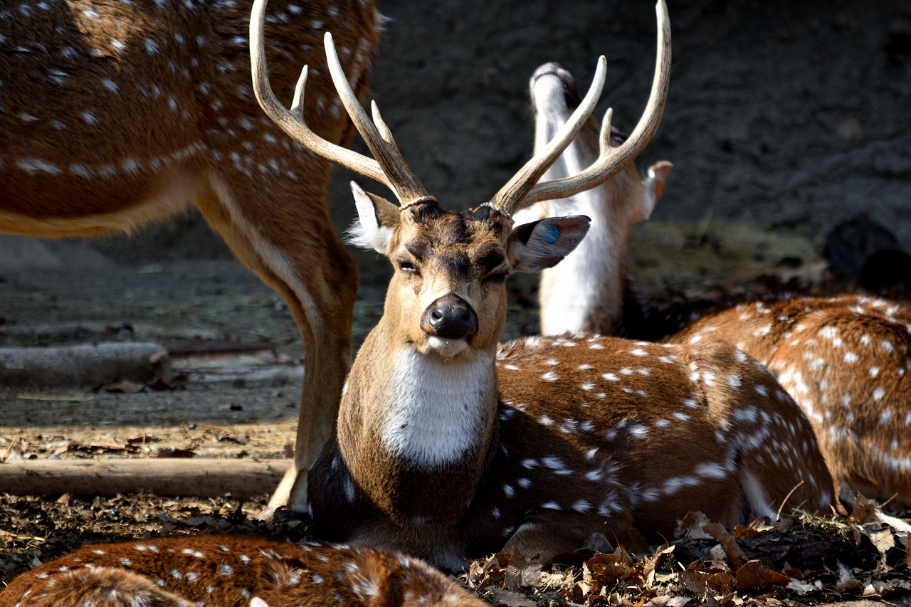 f:id:yamapiclog:20180225131114j:plain