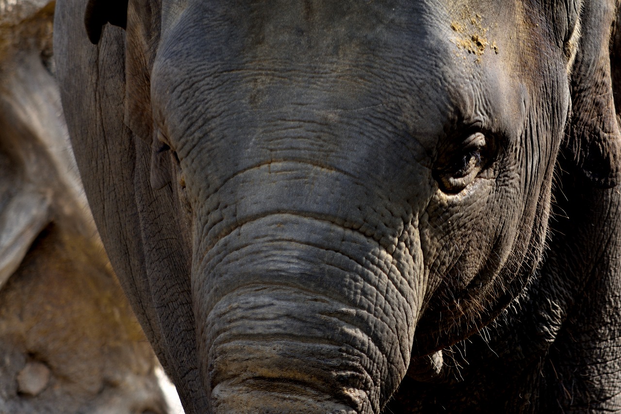 f:id:yamapiclog:20180225131130j:plain