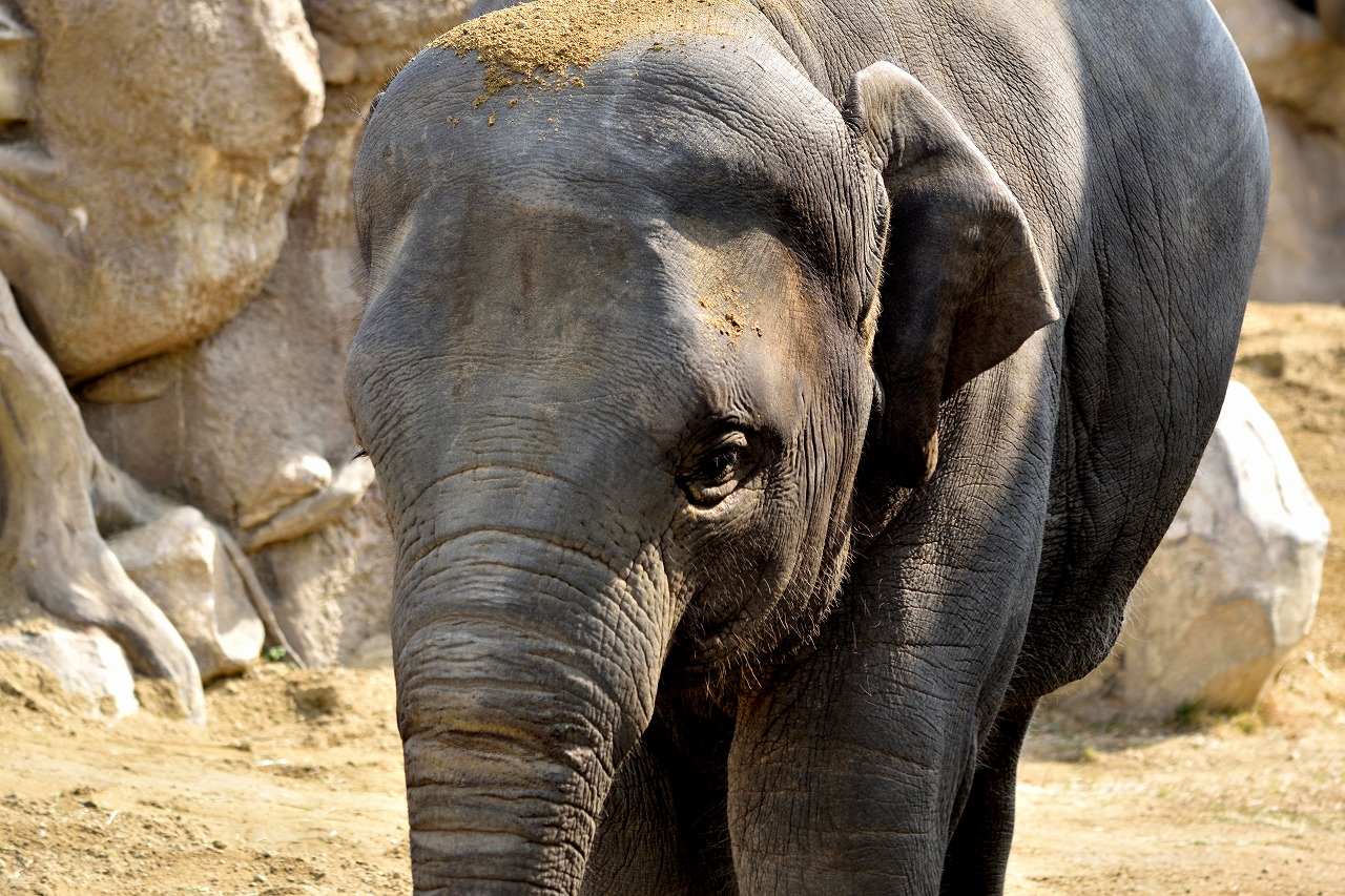 f:id:yamapiclog:20180225131137j:plain