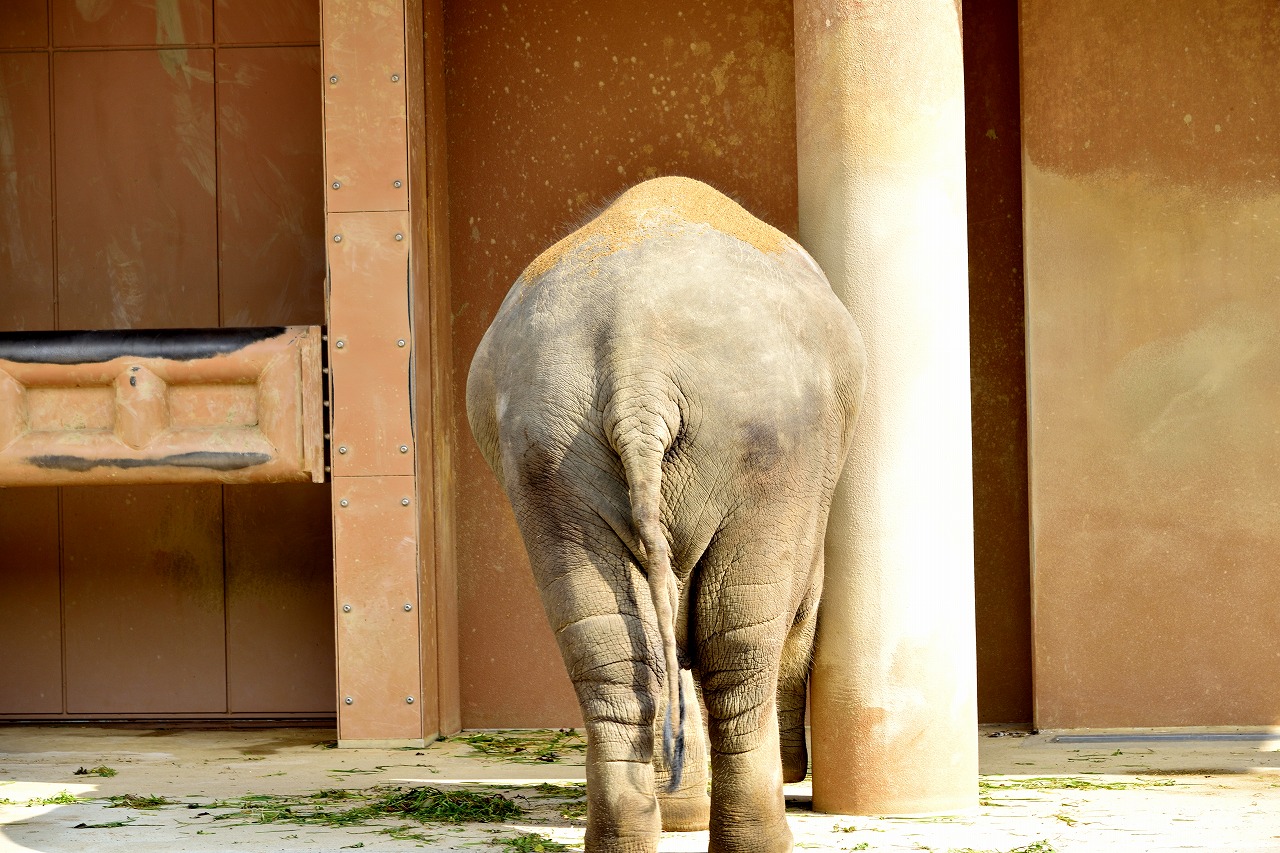 f:id:yamapiclog:20180225131143j:plain