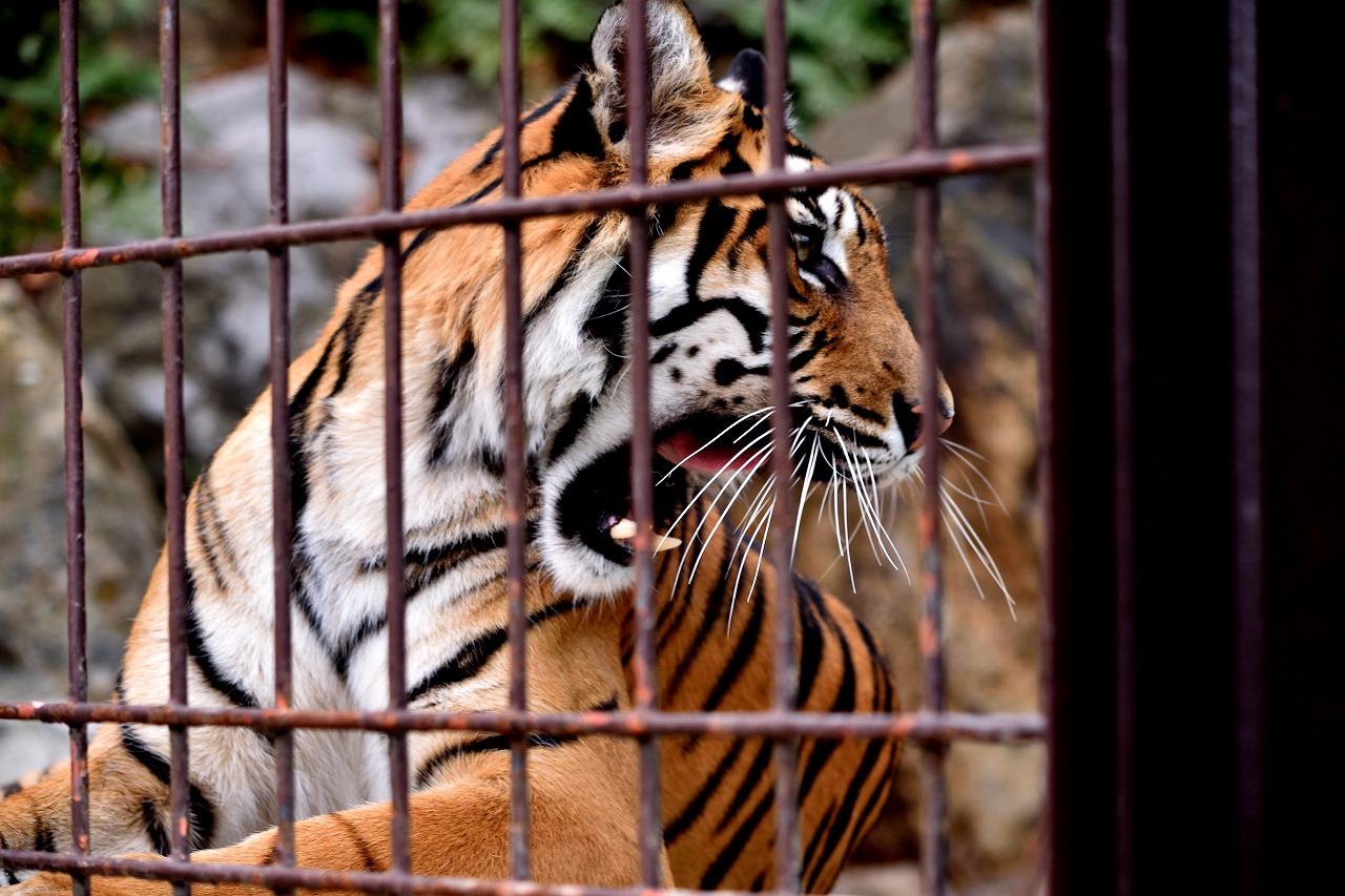 f:id:yamapiclog:20180225131158j:plain