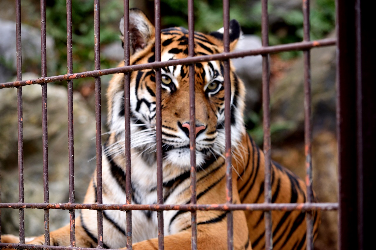 f:id:yamapiclog:20180225131213j:plain