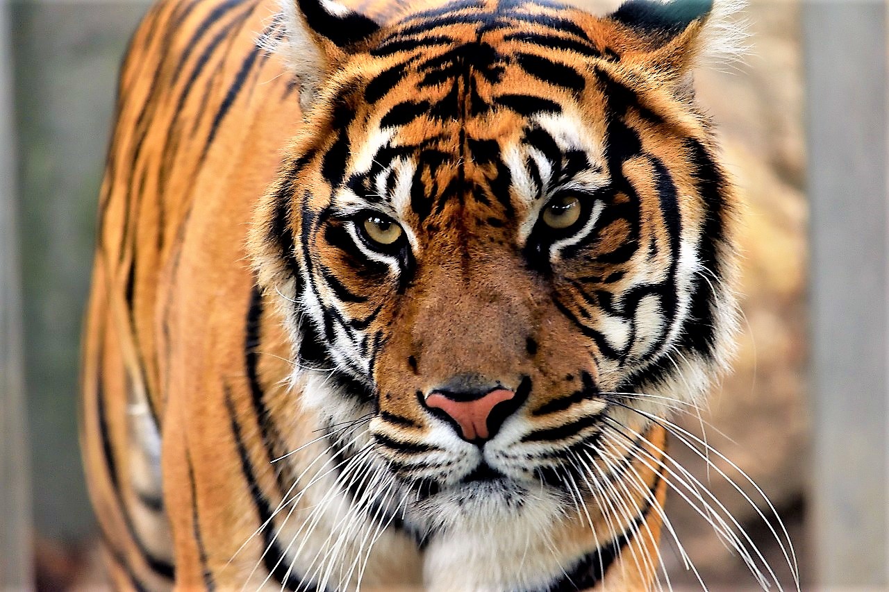 f:id:yamapiclog:20180225131232j:plain