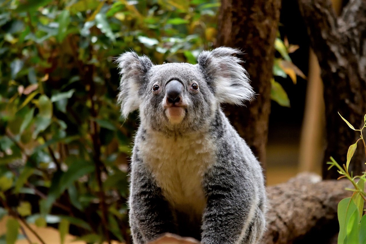 f:id:yamapiclog:20180225131246j:plain