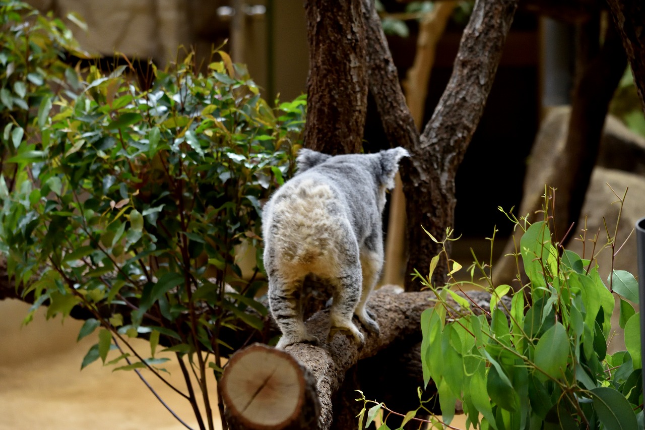 f:id:yamapiclog:20180225131252j:plain