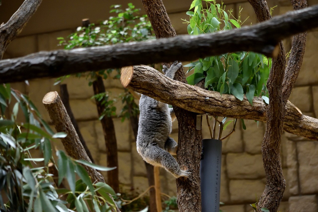 f:id:yamapiclog:20180225131300j:plain