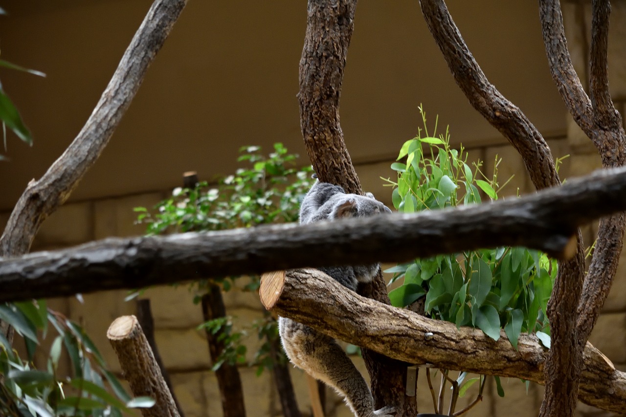 f:id:yamapiclog:20180225131307j:plain