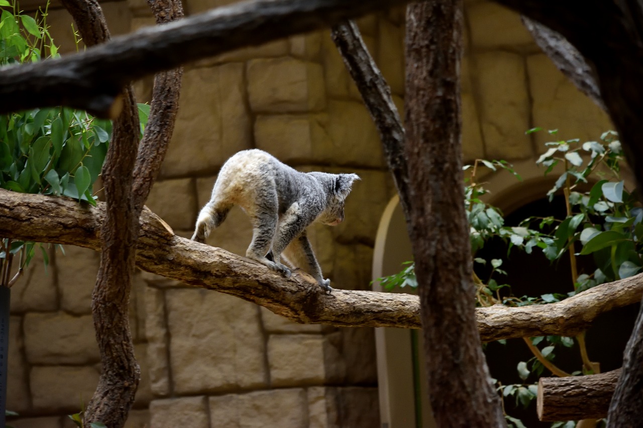 f:id:yamapiclog:20180225131313j:plain