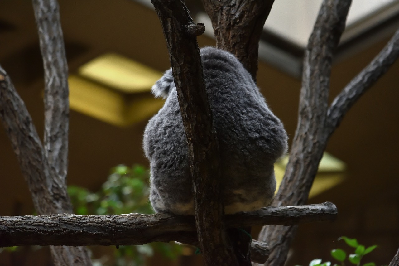 f:id:yamapiclog:20180225131319j:plain