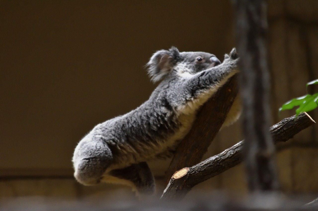 f:id:yamapiclog:20180225131324j:plain