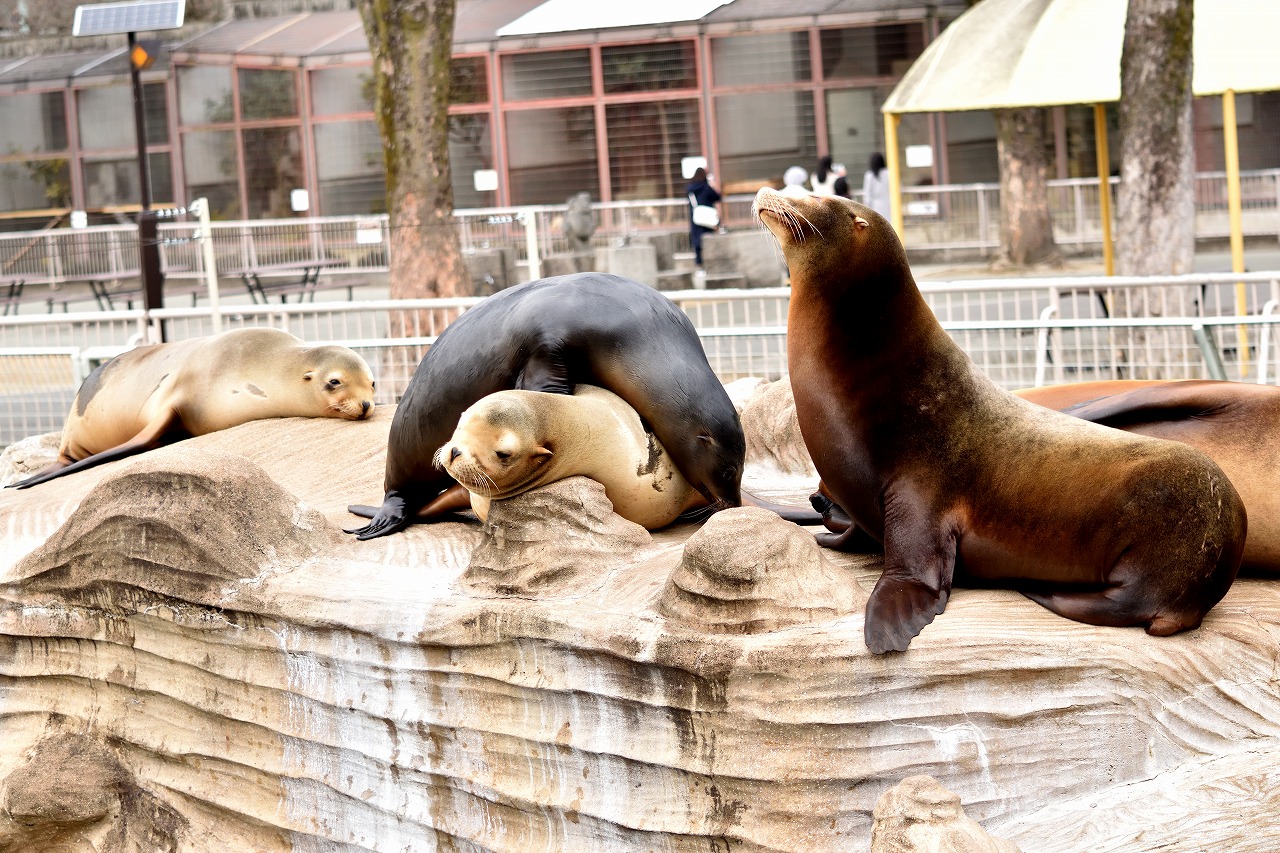 f:id:yamapiclog:20180225131331j:plain