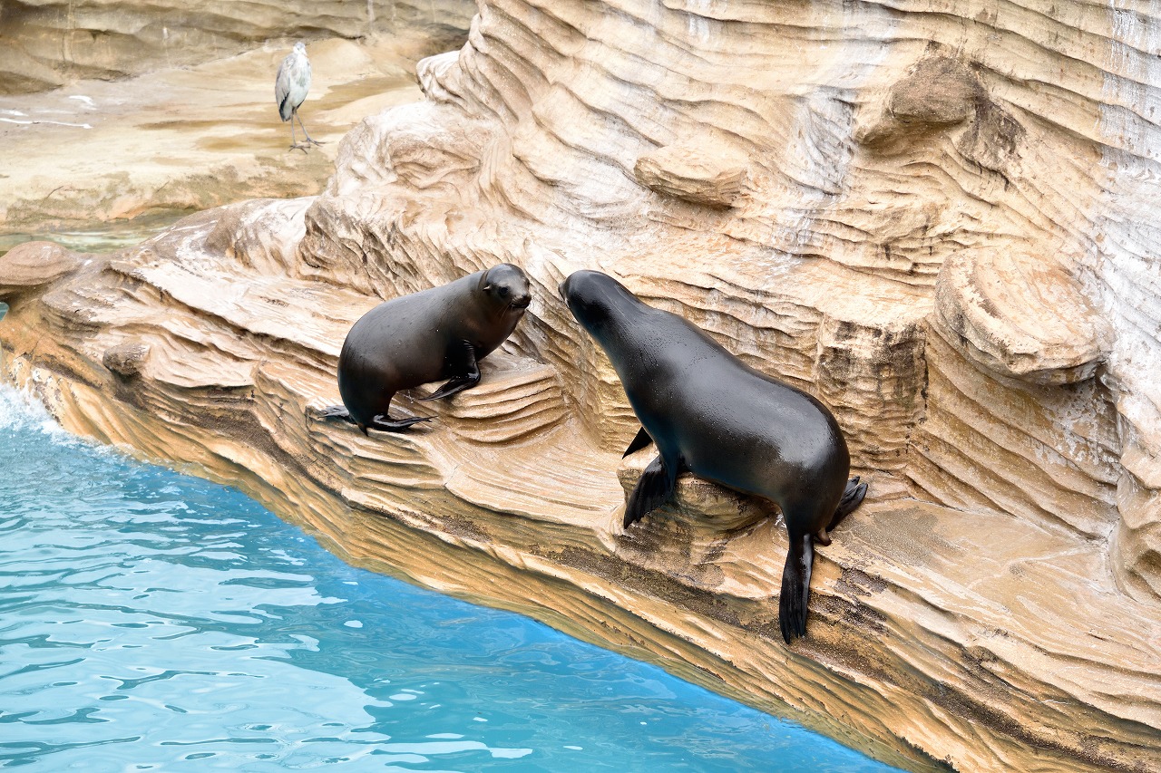 f:id:yamapiclog:20180225131337j:plain