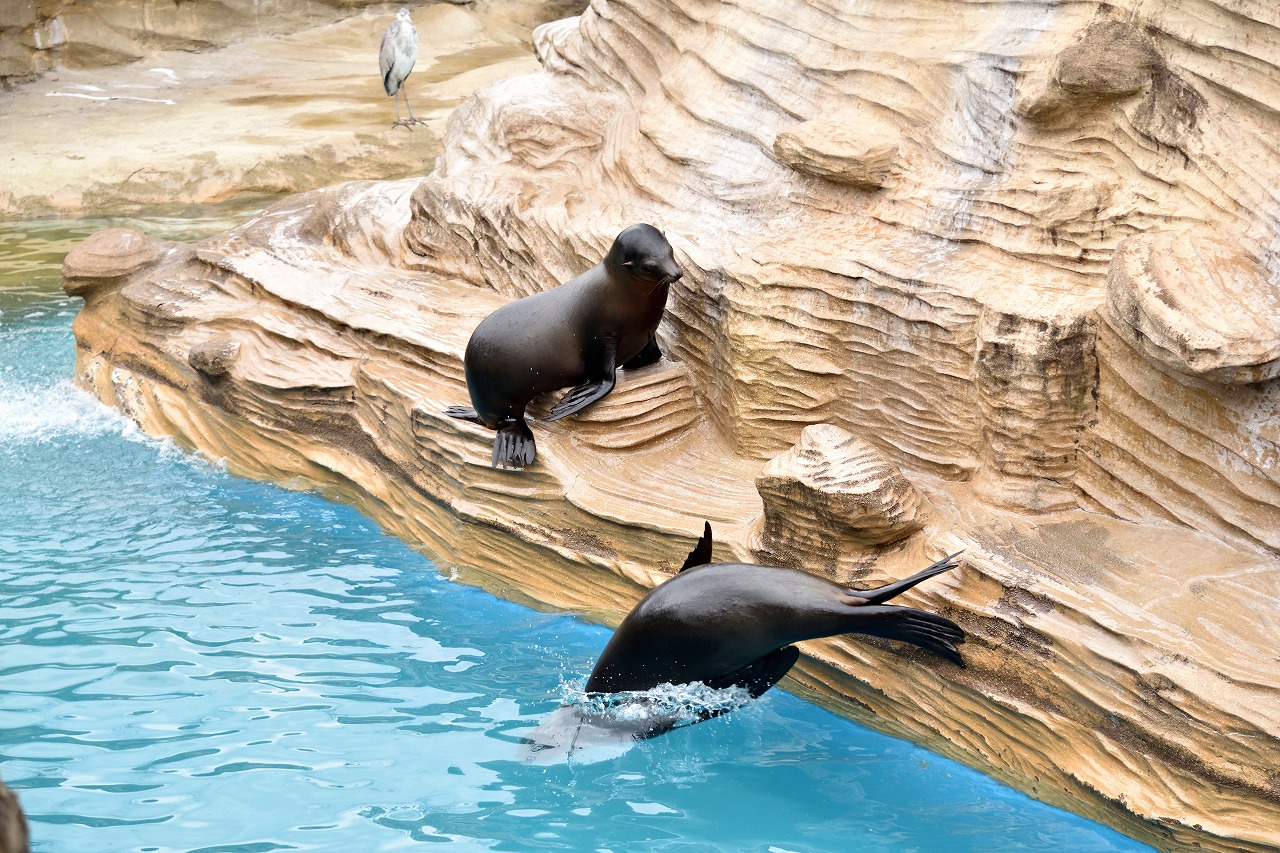 f:id:yamapiclog:20180225131346j:plain