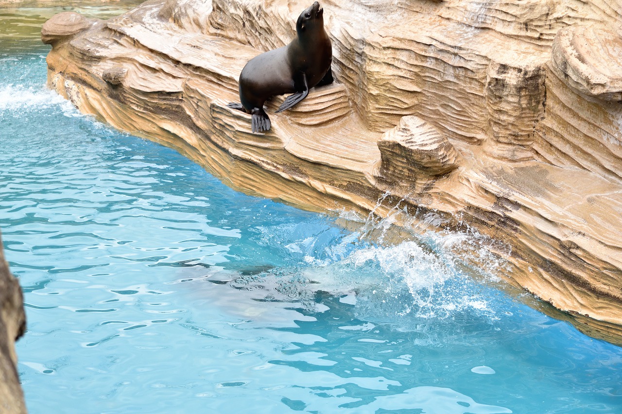 f:id:yamapiclog:20180225131354j:plain