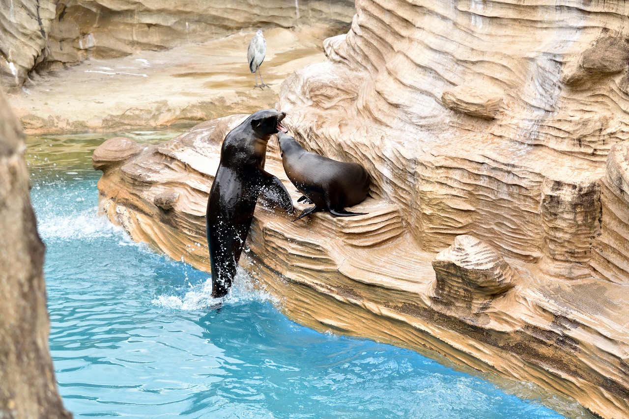 f:id:yamapiclog:20180225131403j:plain