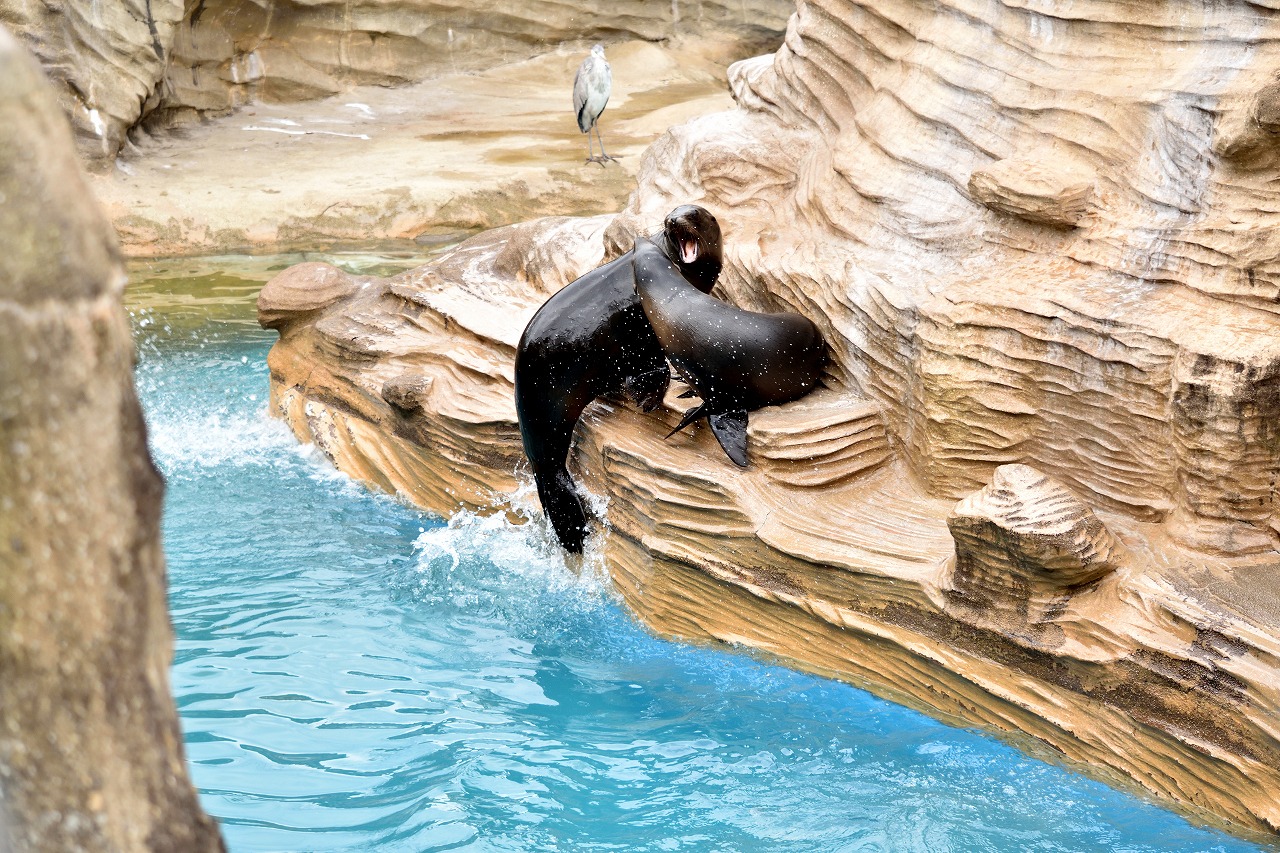 f:id:yamapiclog:20180225131410j:plain