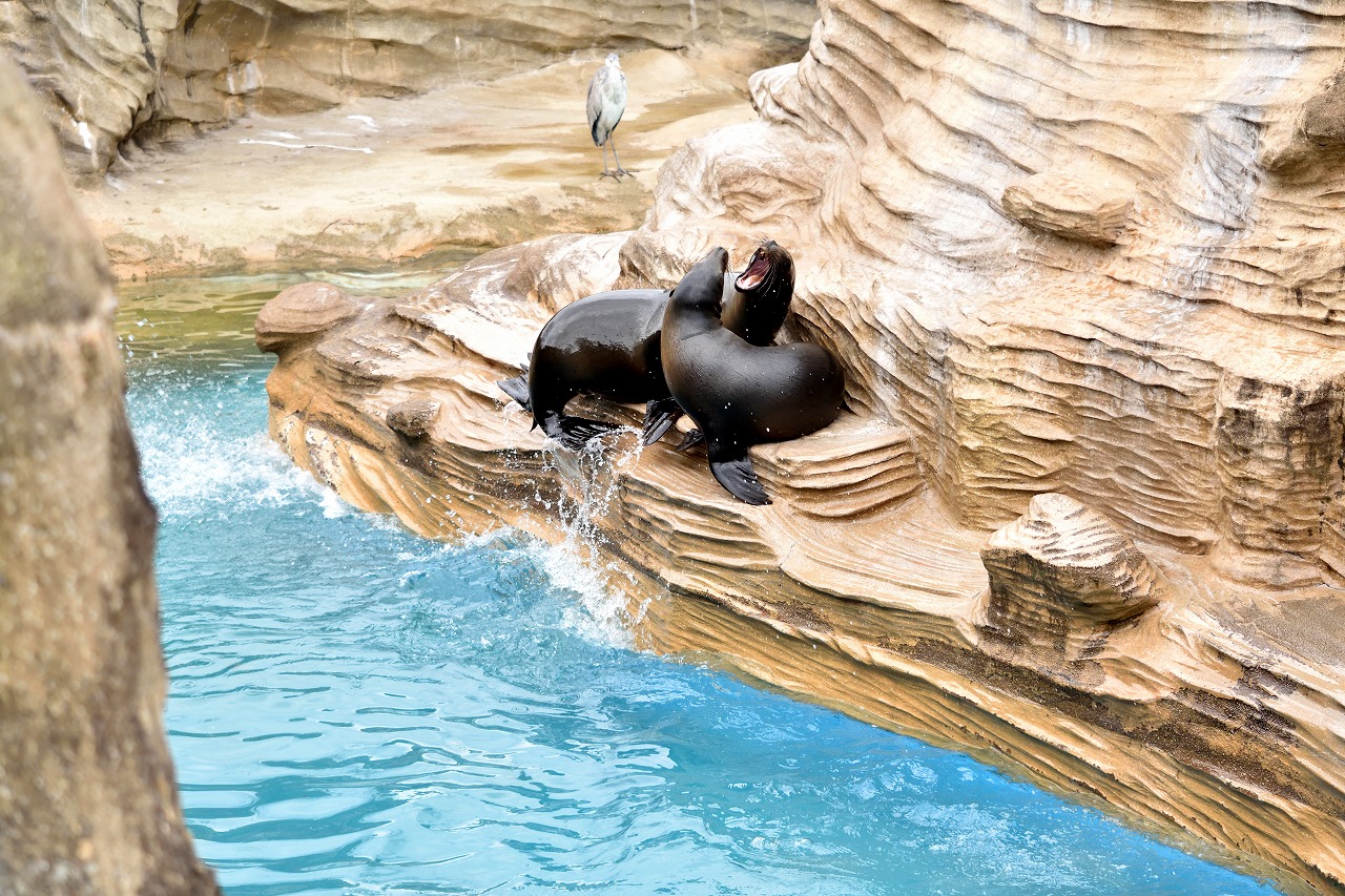 f:id:yamapiclog:20180225131418j:plain