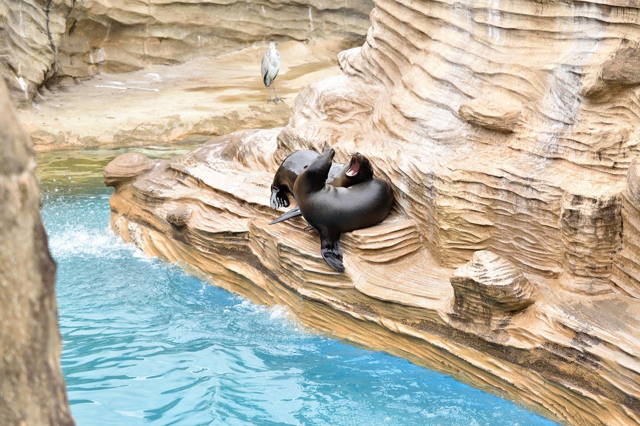 f:id:yamapiclog:20180225131426j:plain