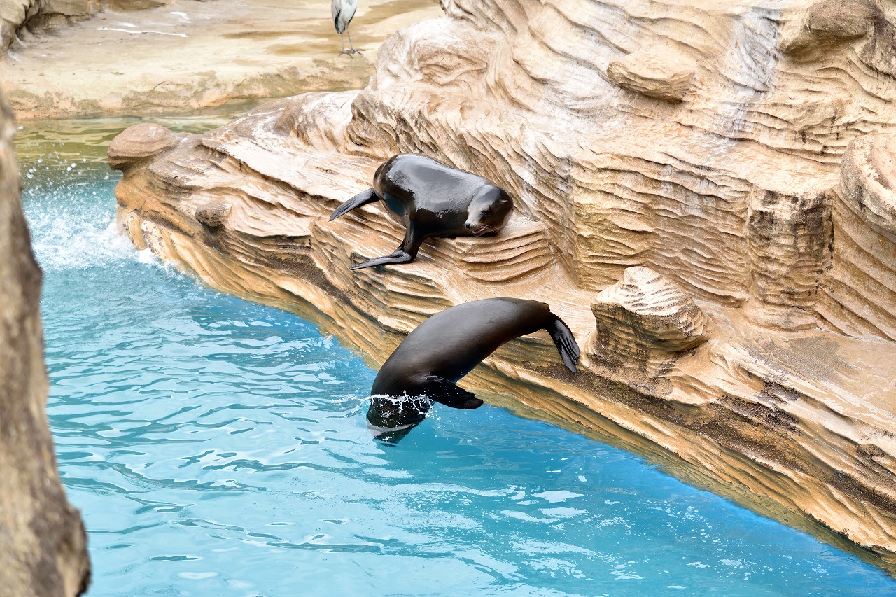 f:id:yamapiclog:20180225131440j:plain