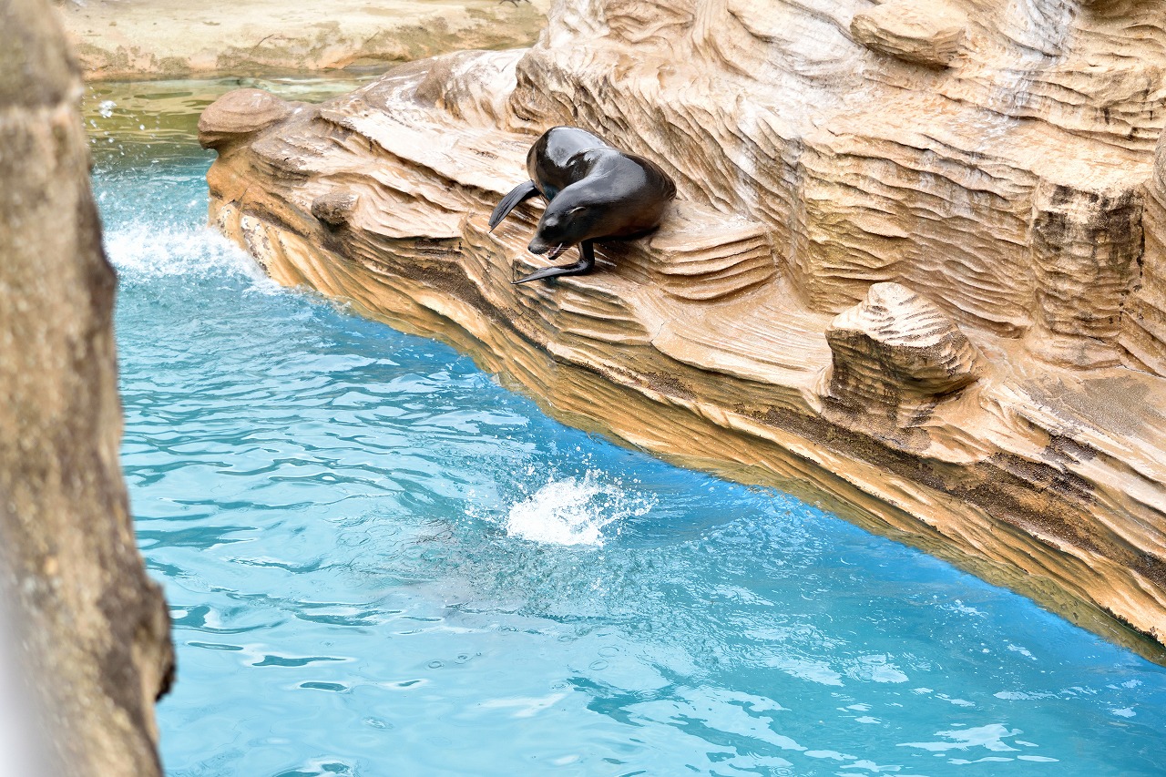 f:id:yamapiclog:20180225131457j:plain