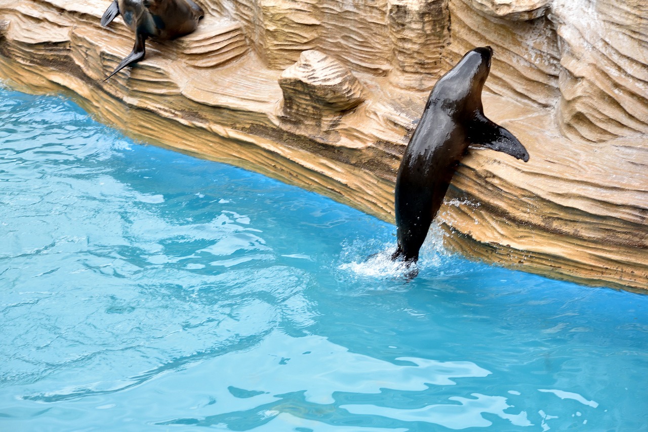 f:id:yamapiclog:20180225131503j:plain