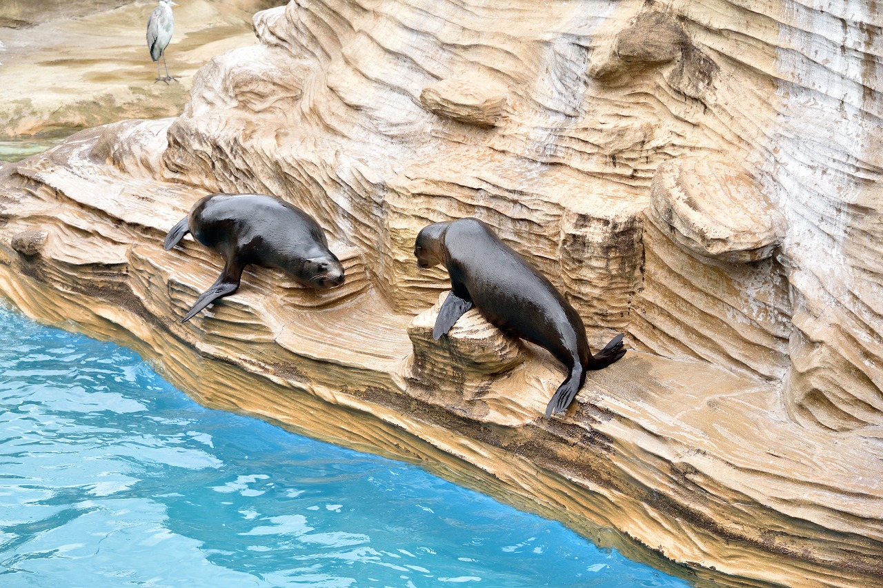 f:id:yamapiclog:20180225131528j:plain