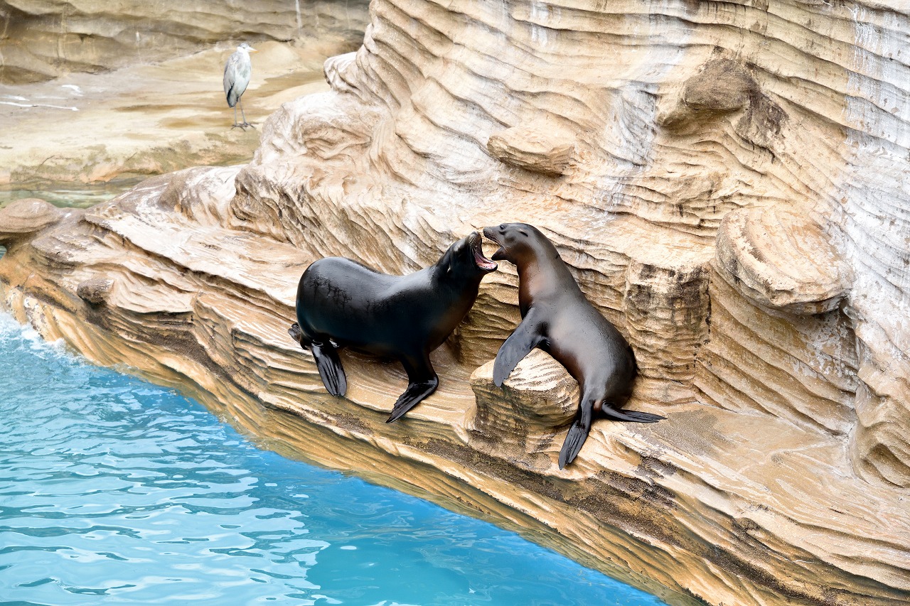 f:id:yamapiclog:20180225131534j:plain