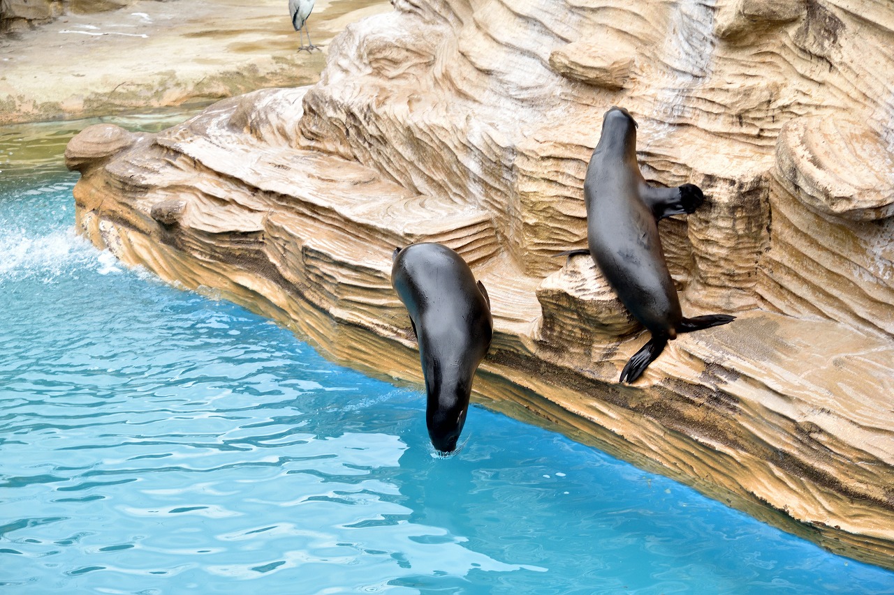 f:id:yamapiclog:20180225131542j:plain