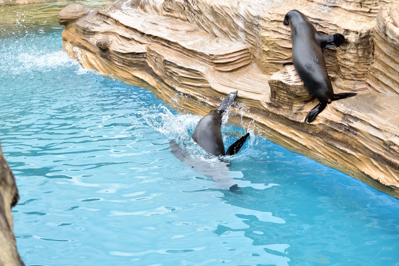 f:id:yamapiclog:20180225131550j:plain