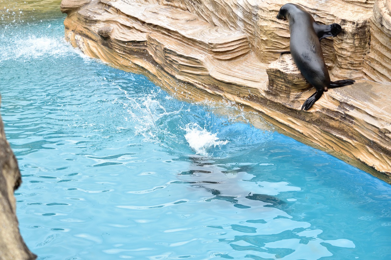 f:id:yamapiclog:20180225131557j:plain