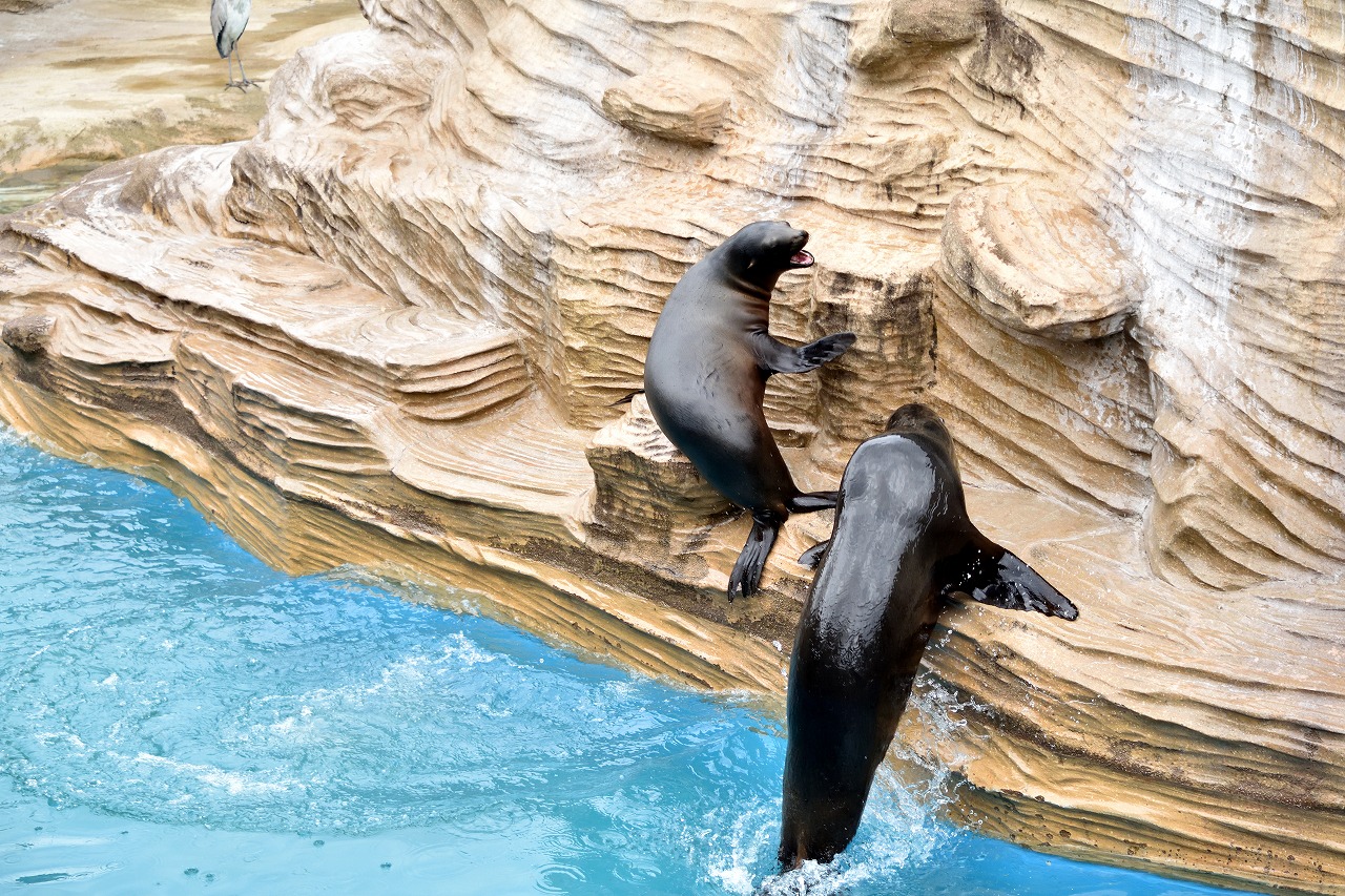 f:id:yamapiclog:20180225131606j:plain