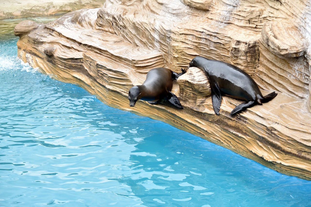 f:id:yamapiclog:20180225131623j:plain