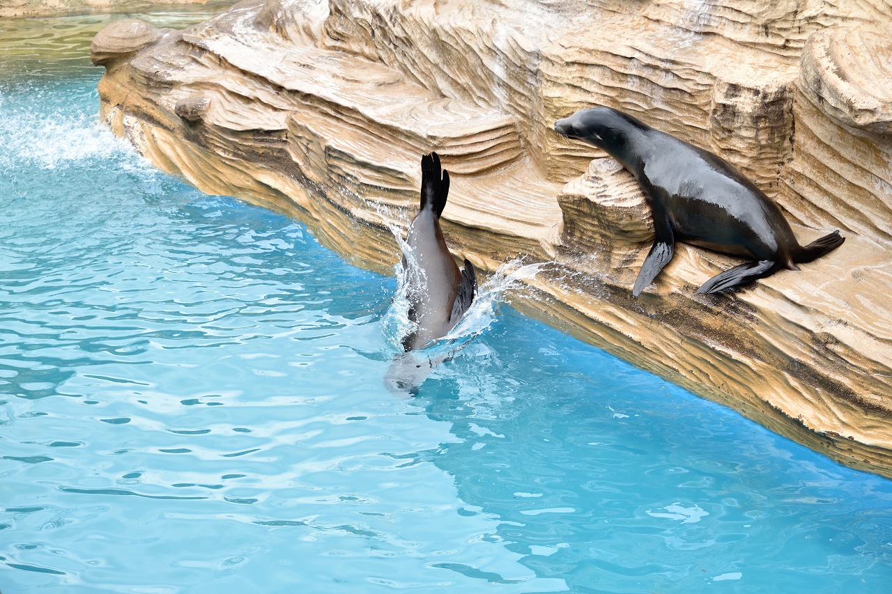 f:id:yamapiclog:20180225131631j:plain