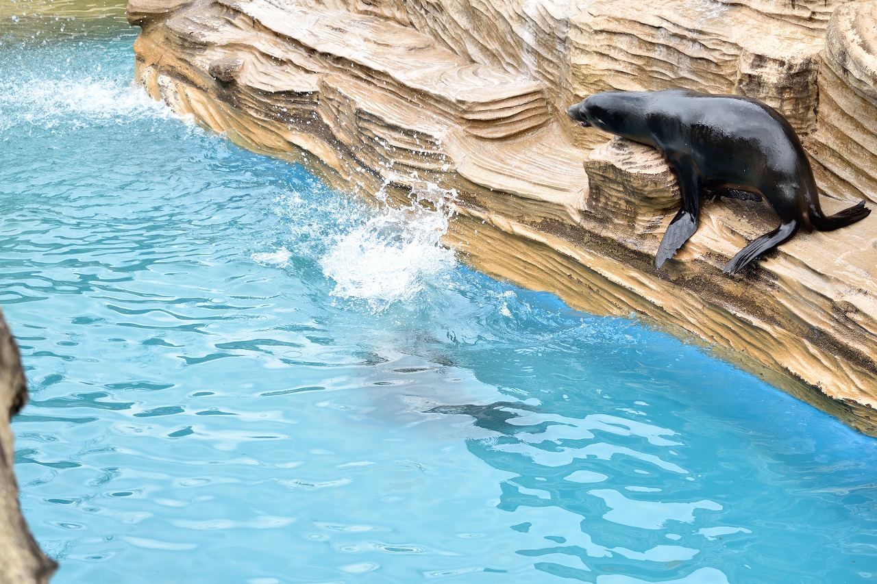 f:id:yamapiclog:20180225131637j:plain