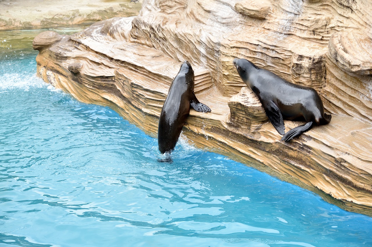 f:id:yamapiclog:20180225131646j:plain