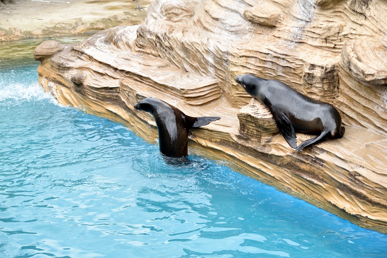 f:id:yamapiclog:20180225131655j:plain