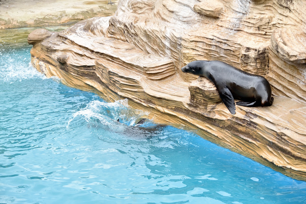 f:id:yamapiclog:20180225131704j:plain