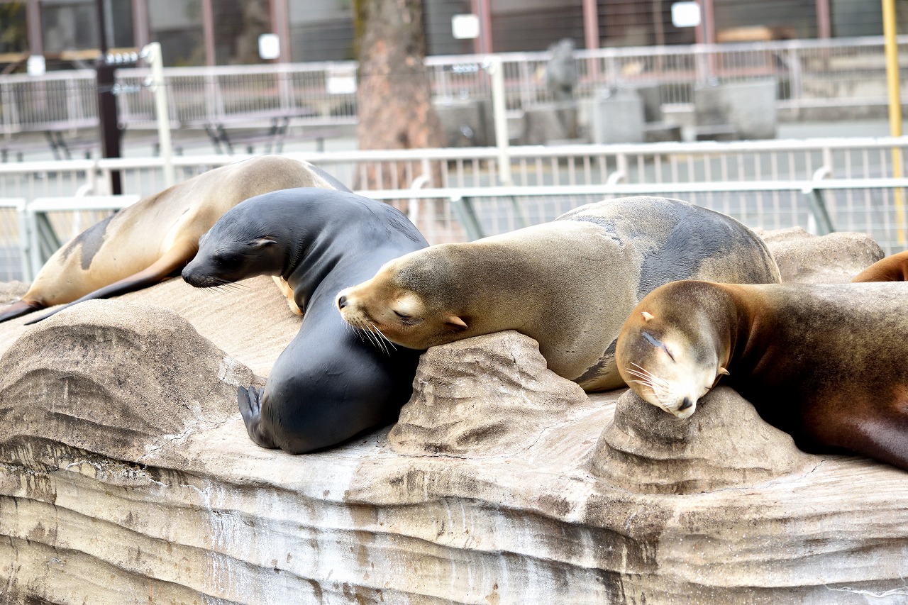 f:id:yamapiclog:20180225131738j:plain