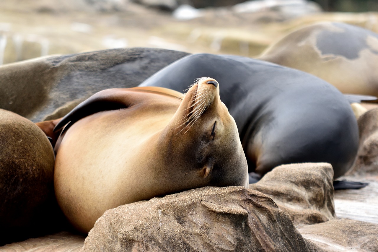 f:id:yamapiclog:20180225131744j:plain