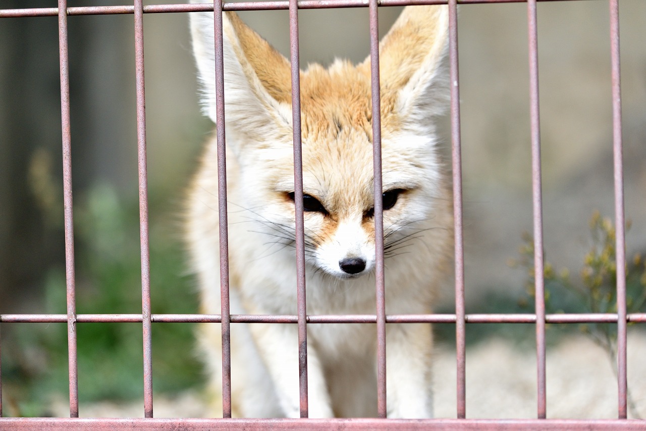 f:id:yamapiclog:20180225131810j:plain