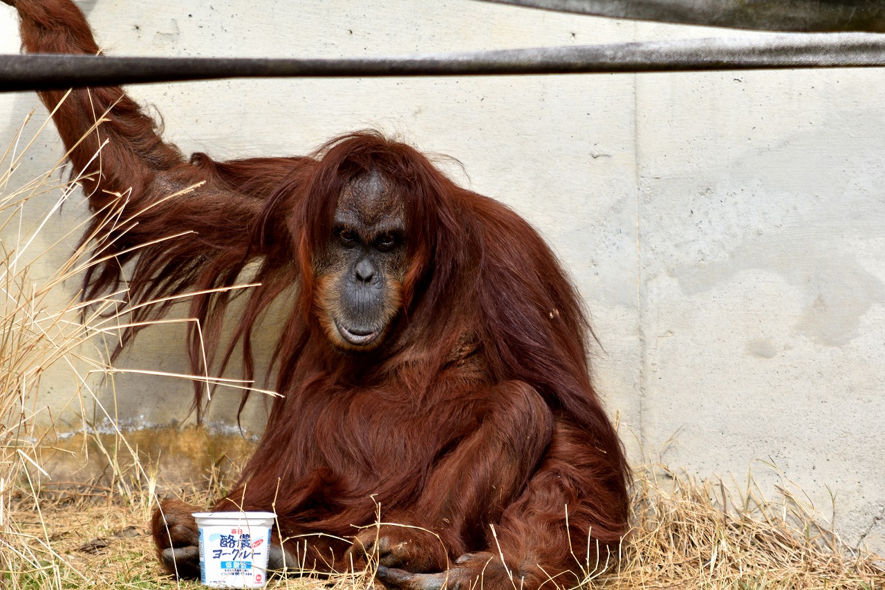 f:id:yamapiclog:20180225131846j:plain