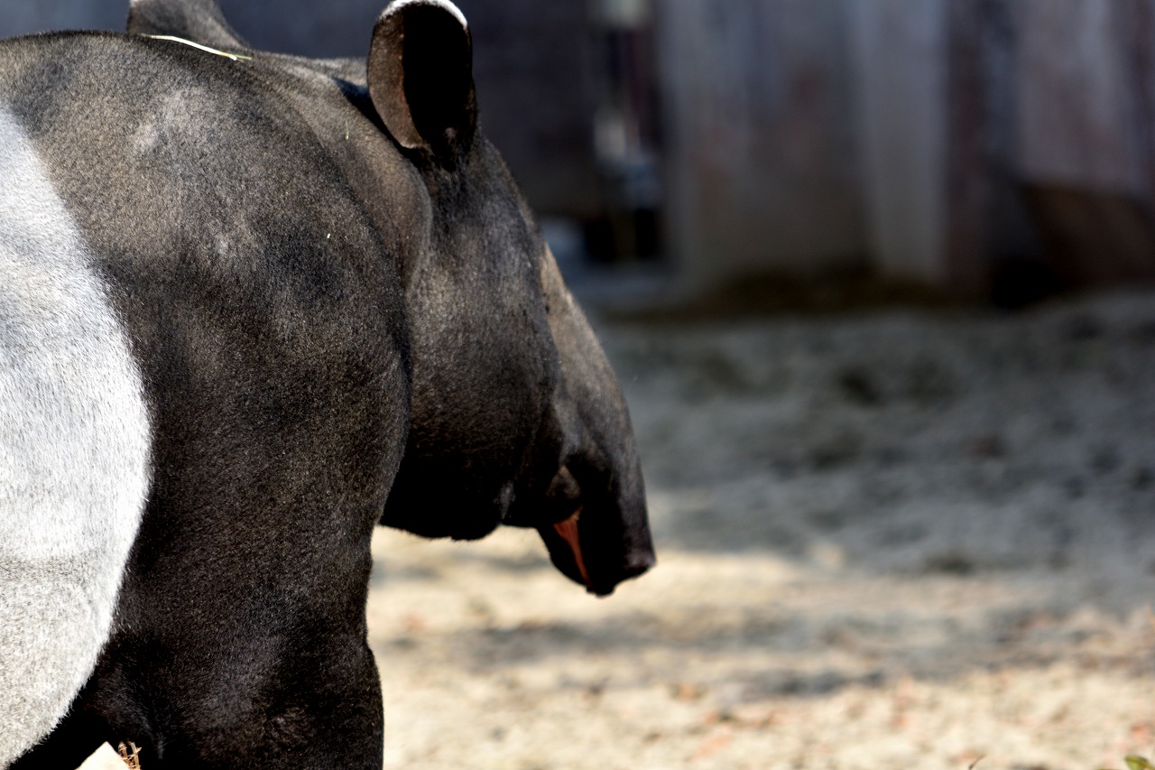 f:id:yamapiclog:20180225131934j:plain