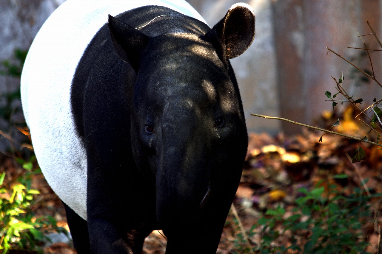 f:id:yamapiclog:20180225131946j:plain