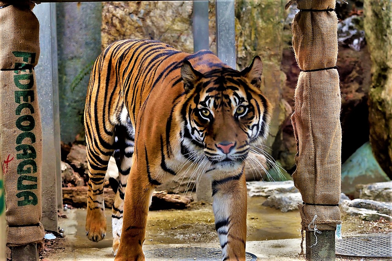 f:id:yamapiclog:20180225134644j:plain