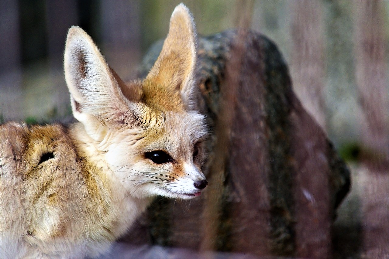 f:id:yamapiclog:20180225172853j:plain