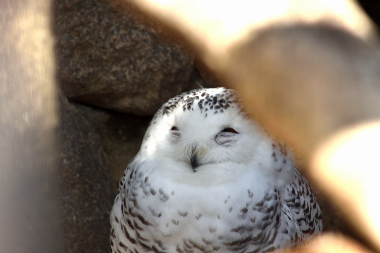 f:id:yamapiclog:20180316140638j:plain f:id:yamapiclog:20180316140638j:plain