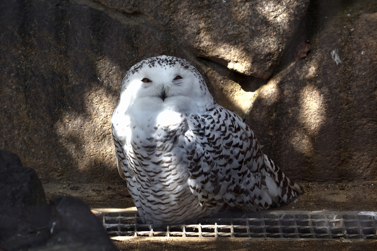 f:id:yamapiclog:20180316140645j:plain f:id:yamapiclog:20180316140645j:plain